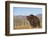 Grizzly Bear-DLILLC-Framed Photographic Print