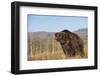 Grizzly Bear-DLILLC-Framed Photographic Print