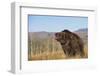 Grizzly Bear-DLILLC-Framed Photographic Print