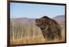 Grizzly Bear-DLILLC-Framed Photographic Print