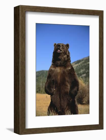 Grizzly Bear-DLILLC-Framed Photographic Print