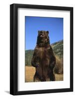 Grizzly Bear-DLILLC-Framed Photographic Print