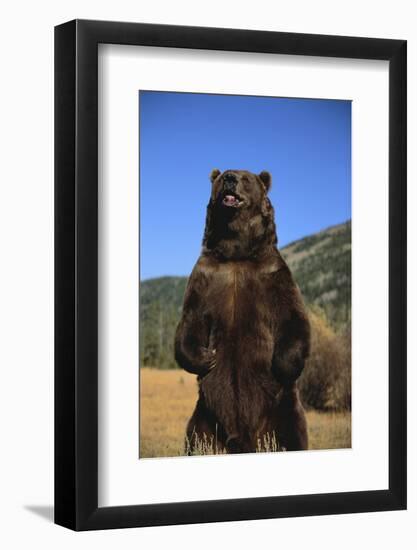 Grizzly Bear-DLILLC-Framed Photographic Print