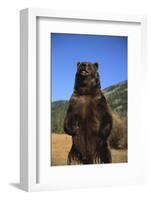 Grizzly Bear-DLILLC-Framed Photographic Print