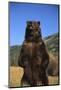 Grizzly Bear-DLILLC-Mounted Photographic Print