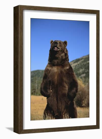 Grizzly Bear-DLILLC-Framed Photographic Print