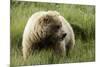 Grizzly Bear-Photos by Miller-Mounted Photographic Print