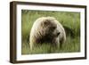 Grizzly Bear-Photos by Miller-Framed Photographic Print