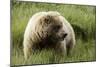 Grizzly Bear-Photos by Miller-Mounted Photographic Print