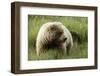 Grizzly Bear-Photos by Miller-Framed Photographic Print