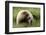 Grizzly Bear-Photos by Miller-Framed Photographic Print