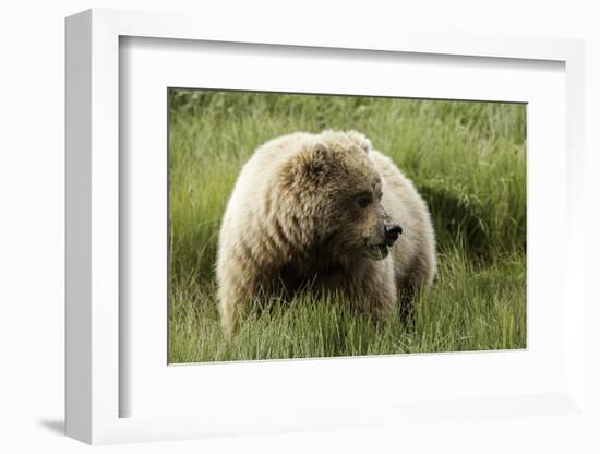 Grizzly Bear-Photos by Miller-Framed Photographic Print