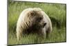 Grizzly Bear-Photos by Miller-Mounted Photographic Print