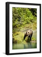 Grizzly Bear-null-Framed Photographic Print