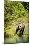 Grizzly Bear-null-Mounted Photographic Print