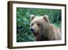 Grizzly Bear-null-Framed Photographic Print