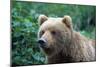 Grizzly Bear-null-Mounted Photographic Print