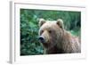 Grizzly Bear-null-Framed Photographic Print