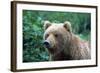 Grizzly Bear-null-Framed Photographic Print