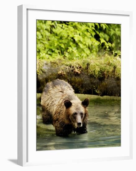 Grizzly Bear-null-Framed Photographic Print