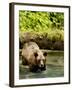 Grizzly Bear-null-Framed Photographic Print