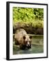 Grizzly Bear-null-Framed Photographic Print