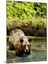 Grizzly Bear-null-Mounted Photographic Print
