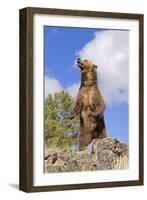 Grizzly Bear-null-Framed Photographic Print