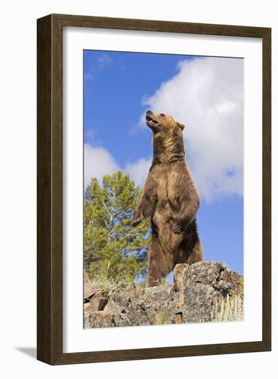 Grizzly Bear-null-Framed Photographic Print