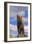 Grizzly Bear-null-Framed Photographic Print