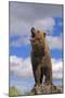 Grizzly Bear-null-Mounted Photographic Print