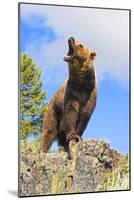 Grizzly Bear-null-Mounted Photographic Print
