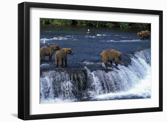 Grizzly Bear-null-Framed Photographic Print
