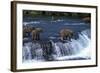 Grizzly Bear-null-Framed Photographic Print