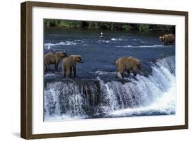 Grizzly Bear-null-Framed Photographic Print