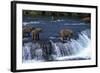 Grizzly Bear-null-Framed Photographic Print