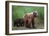 Grizzly Bear-null-Framed Photographic Print