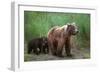 Grizzly Bear-null-Framed Photographic Print