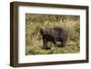 Grizzly Bear-Lynn M^ Stone-Framed Photographic Print