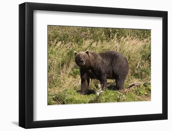 Grizzly Bear-Lynn M^ Stone-Framed Photographic Print