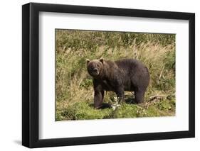 Grizzly Bear-Lynn M^ Stone-Framed Photographic Print