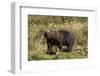 Grizzly Bear-Lynn M^ Stone-Framed Photographic Print