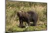 Grizzly Bear-Lynn M^ Stone-Mounted Photographic Print