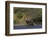 Grizzly Bear-Lynn M^ Stone-Framed Photographic Print