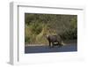 Grizzly Bear-Lynn M^ Stone-Framed Photographic Print