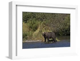 Grizzly Bear-Lynn M^ Stone-Framed Photographic Print