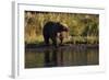 Grizzly Bear-Lynn M^ Stone-Framed Photographic Print