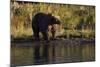 Grizzly Bear-Lynn M^ Stone-Mounted Photographic Print