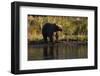 Grizzly Bear-Lynn M^ Stone-Framed Photographic Print