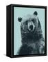 Grizzly Bear-James Hager-Framed Stretched Canvas